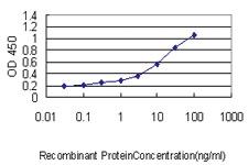 Anti-TEX264 Mouse Monoclonal Antibody [clone: 2A3-1A10]