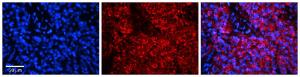 Anti-HERC5 Rabbit Polyclonal Antibody