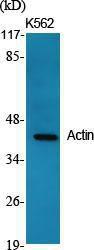 Anti-Actin-pan Rabbit Polyclonal Antibody