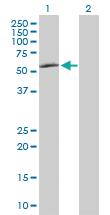 Anti-TAF1A Rabbit Polyclonal Antibody