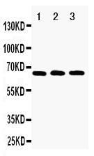 Anti-RANK Rabbit Polyclonal Antibody