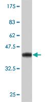 Anti-CUL9 Mouse Monoclonal Antibody [clone: 3F7]