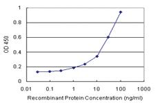 Anti-ATF4 Antibody Pair