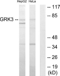 Western blot analysis of lysates from HepG2 and HeLa cells using Anti-GRK3 Antibody. The right hand lane represents a negative control, where the antibody is blocked by the immunising peptide.