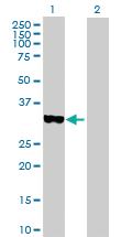 Anti-STAP1 Rabbit Polyclonal Antibody