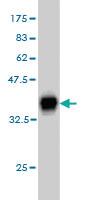 Anti-MTHFD1L Mouse Monoclonal Antibody [clone: 1E8]