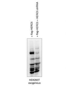 Anti-HERC5 Rabbit Polyclonal Antibody