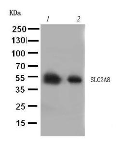 Anti-GLUT8 Rabbit Polyclonal Antibody