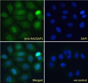 Anti-RACGAP1 Antibody (A83070) Immunofluorescence analysis of paraformaldehyde fixed MCF7 cells, permeabilized with 0.15% Triton. Primary incubation 1hr (10µg/ml) followed by Alexa Fluor 488 secondary antibody (4µg/ml), showing nuclear staining.