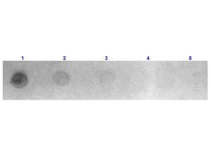 Rhodamine FAB Anti-mouse IgG