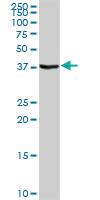 Anti-STAP1 Rabbit Polyclonal Antibody