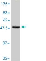 Anti-NQO2 Mouse Polyclonal Antibody