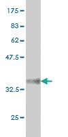 Anti-ATF4 Mouse Monoclonal Antibody [clone: 2B3]