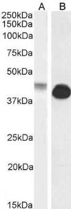 Anti-GJA1 Antibody (A84666) (0.1 µg/ml) staining of Human (A) and (1 µg/ml) Rat (B) Heart lysate (35 µg protein in RIPA buffer). Detected by chemilu minescence