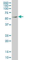 Anti-MEF2D Mouse Monoclonal Antibody [clone: 3A11]