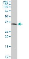 Anti-STAP1 Rabbit Polyclonal Antibody