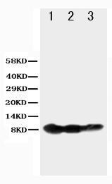 Anti-BAFF Receptor Rabbit Polyclonal Antibody