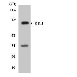 Anti-GRK3 Rabbit Polyclonal Antibody