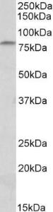 Anti-Adgre5 Antibody (A83072) (0.3 µg/ml) staining of Mouse Thymus lysate (35 µg protein in RIPA buffer). Primary incubation was 1 hour. Detected by chemiluminescence