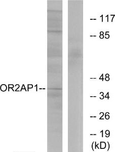 Anti-OR2AP1 Rabbit Polyclonal Antibody