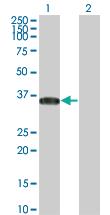 Anti-STAP1 Mouse Monoclonal Antibody [clone: 5A10]