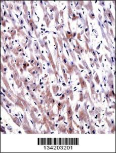 Anti-EGLN3 Rabbit Polyclonal Antibody (AP (Alkaline Phosphatase))