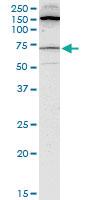 Anti-BLK Mouse Monoclonal Antibody [clone: 3E5-3A8]