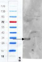 Anti-Adgre5 Antibody (A83072) (1 µg/ml) staining of Mouse Colon (wt, left lane, knock-out right lane) lysate (35 µg protein in RIPA buffer). Primary incubation was 1 hour. Detected by infrared fluorescence (Odyssey)