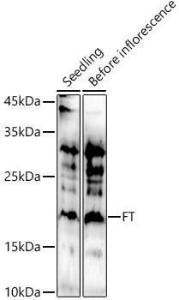 Western blot analysis of extracts of various tissues from Arabidopsis thaliana, using Anti-FT Antibody (A309028) at 1:1,000 dilution