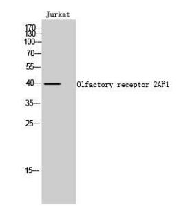 Anti-OR2AP1 Rabbit Polyclonal Antibody