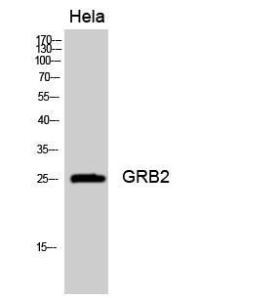 Western blot analysis of Hela cells using Anti-GRB2 Antibody