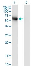 Anti-BLK Mouse Monoclonal Antibody [clone: 3E5-3A8]