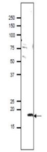 Anti-PMIS2 Antibody