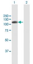 Anti-KDM1A Mouse Polyclonal Antibody