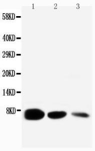 Anti-EGF Rabbit Polyclonal Antibody