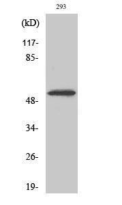 Western blot analysis of various cells using Anti-CDK8 Antibody