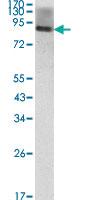 Anti-ICAM1 Mouse Monoclonal Antibody [clone: 6G12]