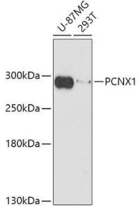 Western blot analysis of extracts of various cell lines, using Anti-PCNX1 Antibody (A309029) at 1:1,000 dilution