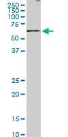 Anti-BLK Mouse Monoclonal Antibody [clone: 7A12]