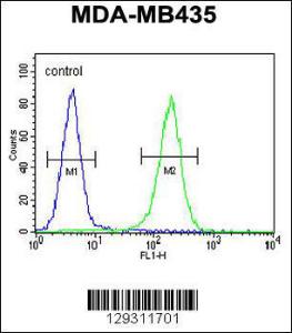 Anti-TTLL13 Rabbit Polyclonal Antibody (FITC (Fluorescein Isothiocyanate))