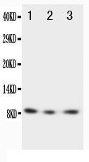 Anti-CX3CL1 Rabbit Polyclonal Antibody