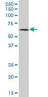 Anti-MAVS Mouse Polyclonal Antibody