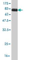 Anti-OXSR1 Mouse Monoclonal Antibody [clone: 3A8]