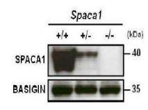 Anti-SPACA1 Antibody