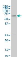 Anti-BLK Mouse Monoclonal Antibody [clone: 7A12]