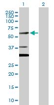 Anti-CELF2 Rabbit Polyclonal Antibody