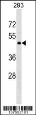 Anti-GPR78 Rabbit Polyclonal Antibody (AP (Alkaline Phosphatase))