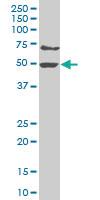 Anti-PTBP3 Mouse Polyclonal Antibody