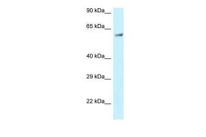 Anti-CLINT1 Rabbit Polyclonal Antibody