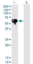 Anti-BLK Mouse Monoclonal Antibody [clone: 7A12]